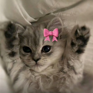 ~ЧАТ /Общение Знакомства (◍•ᴗ•◍)❤