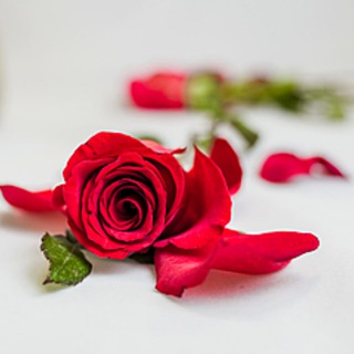 قروب خدمات الأحساء