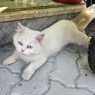 International Friends