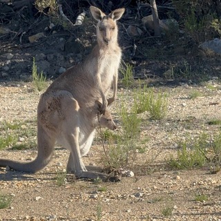 Australia- Voice for Iranian visa applicants