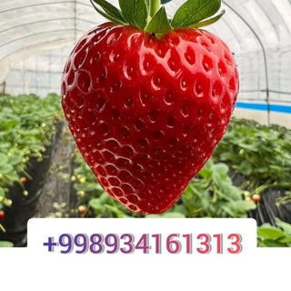 KOCHAT🍓КУЛПИНАЙ🍓KOCHAT🍅PAMIDOR🍅ПАМИДОР🍅БОДИРИНГ🍅БАЛГАРИСКИЙ🍅BODIRING🍓BALGARISKI