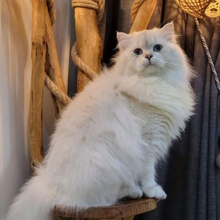 CİNS KEDİ BİLGİLENDİRME