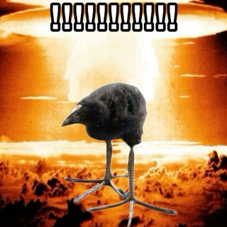 جیجه دونی Offical