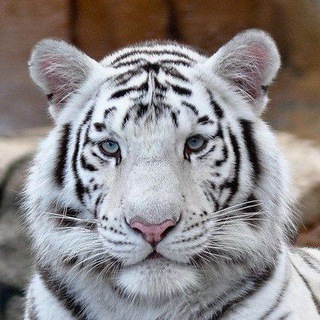 Holistic Health Defense Chat Group