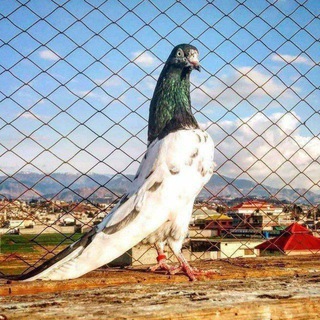 🕊Vodiy🕊 kabutar🕊ishqibozlari🕊 🌓