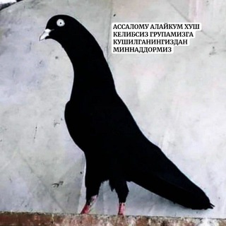 🕊УЗБЕК УЧКУР ЗОТЛАРИ🕊