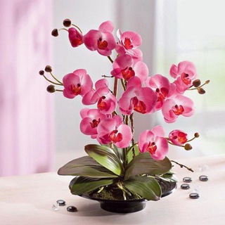 Kamilla Gullari | 🌺 chati