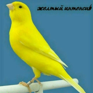 NAMANGAN KANAREKA OLAMI