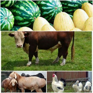 ОЛДИ СОТДИ 🐮🐓🦃 КАШКАДАРЁ Карши