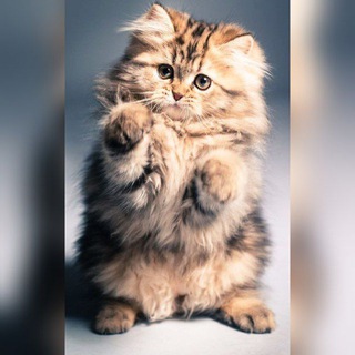 Pati Sevenler 🐈🐾🐕