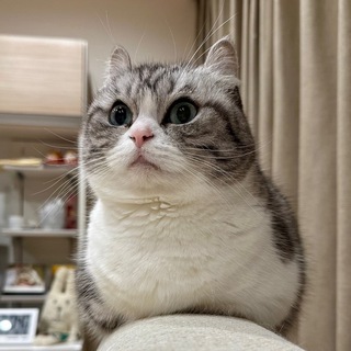 Komaru - Чат ❄️