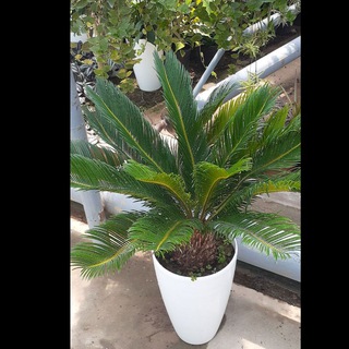 𝙂𝙐𝙇 𝙎𝙃𝘼𝙔𝘿𝙊𝙇𝘼𝙍𝙄🌹🌸 Piskent olmaliq