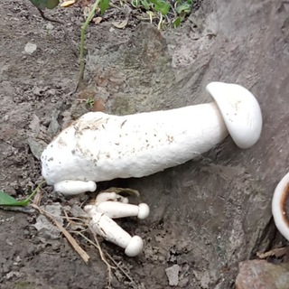 Saudi Arabia Body Massage & Others Service