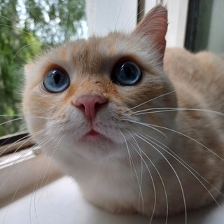 Обсуждение канала Кузбасский зооволонтёр