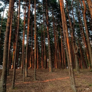 Биржа пиломатериалов и лесопродукции