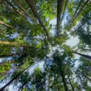 Лес и пиломатериалы России