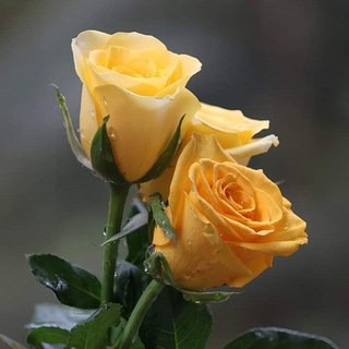 𒋨⊳Ⱡﭐ𝖋㉹🎭𝓽𝓲ꪑꫀ2 ⃟𝄟⃝O💖Ᏸ❍ℕ𝐷ﭐᴺ𝙂𒋨༓☾❦