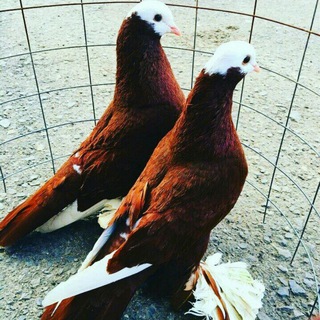 Toshloq kabutar bozori