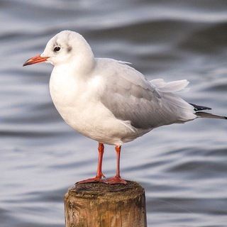 🚗Martı Tag Sohbet🛵