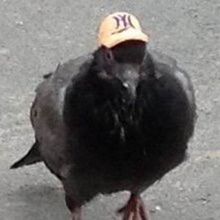 Голубиная Почта