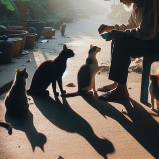 🐾 قطط وحيوانات مكة 🐾 إنقاذ وتبني❤️‍🩹