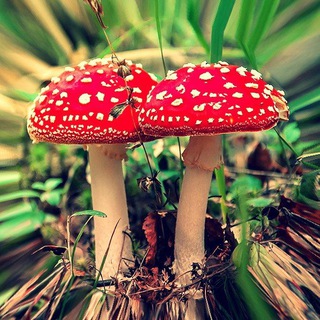 Мухоморные знакомства👫