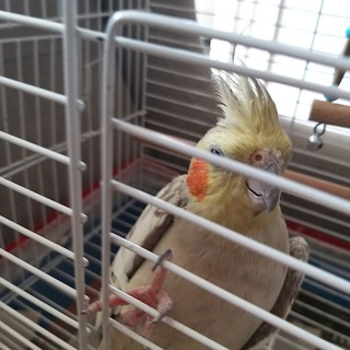 Muhabbet Kuşu Yardımlaşma