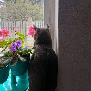 Пропала /найдена. собака /кошка Поиск животных. Найденыш. Казань. Татарстан.Потеряшка.