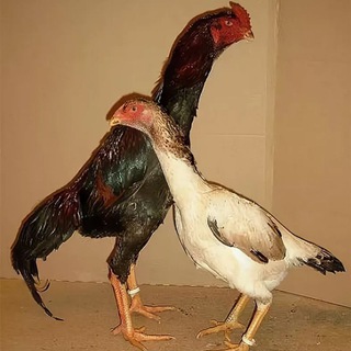 Наманган чорток даканлар