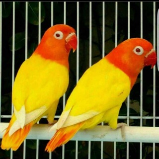 Namangan Remeke bozori