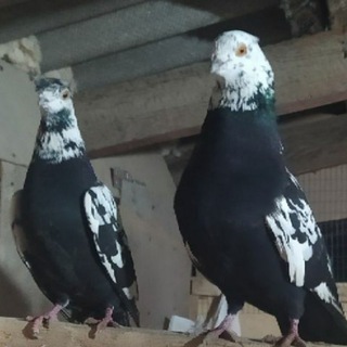 Namangan kaptarvozlar