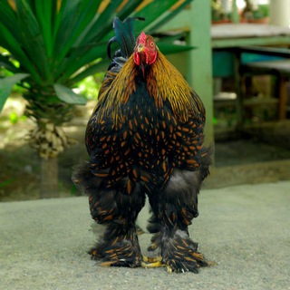 Zotdor parranda bozori