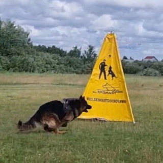 Немецкая овчарка УРФО