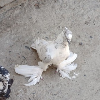 ●𝑵𝑼𝑹𝑺𝑼𝑿● 𝑲𝑨𝑩𝑼𝑻𝑨𝑹𝑳𝑨𝑹𝑰 🕊