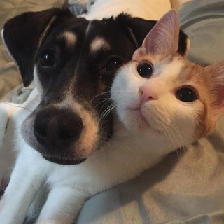 СПЗХ (знакомства)