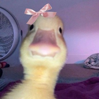 Qərənfilin ördəkləri