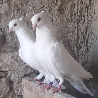 𖣘꯭ 🕊️🕊️ ТОЛКА ВОДИЙ КАБУТАРЛАРИ"Ио"1🕊️🕊️