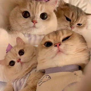 𝙊𝙧𝙀𝙤🍪 𝘽𝙞𝙎𝙘𝙪𝙩𝘇 ⚡