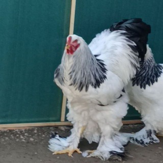 BRAHMA CLUB UZ🇺🇿🇺🇿🇺🇿