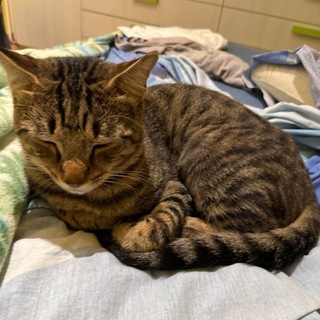 Pattuglia anti-whale n.001