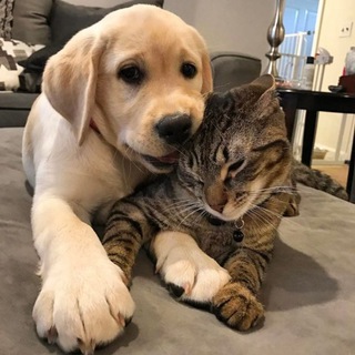 Домашние питомцы Новые Ватутинки