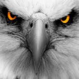 Phú Đại Bàng Crypto 🦅