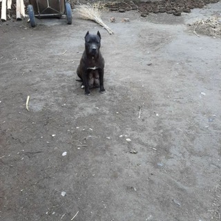 ✵ 🅟🅘🅣 🅜🅔🅝🅛🅐🅡✵