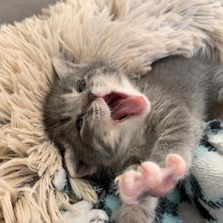 пузатые гасики🖕🏻