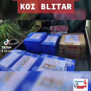 LELANG KOI BLITAR by PROKLAMATOR KOI (GRUOP AUCTION) 🇲🇨🏹