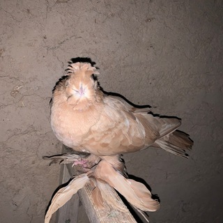 QARASHI KABUTAR ISHQIVOZLARI UCHUN GURIPPA 🕊️🇺🇿