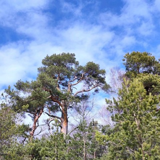 Ярмарка СНТ Красногорское🌲🍄‍🟫🍇🍓