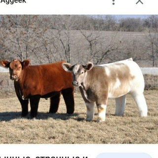 CHORVO_MOLBOZOR MUSOFRDAGLAR UCHUN 12 VILOYAR