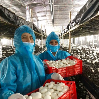 шампиньон кузикорин shampinion грибы qoziqorin кампост shampiniyon