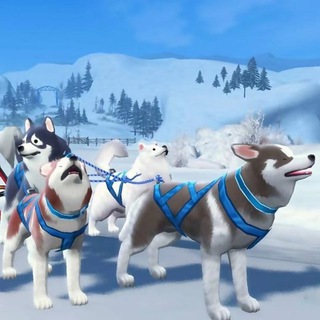 SledDoge中文社区